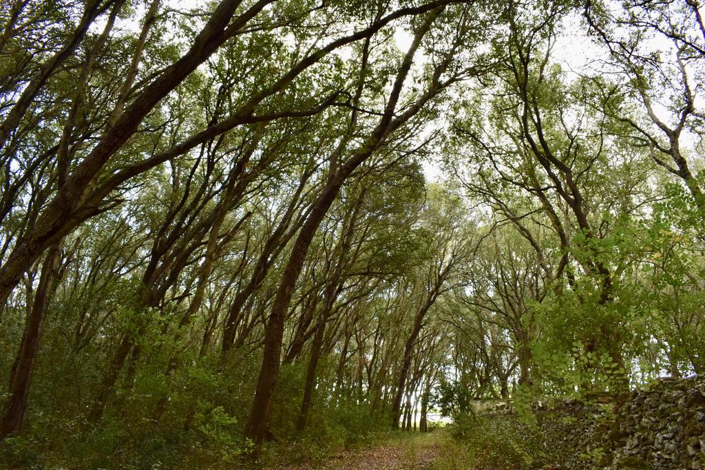 Masseria Bosco Mazza เมเลนดูญโญ ภายนอก รูปภาพ
